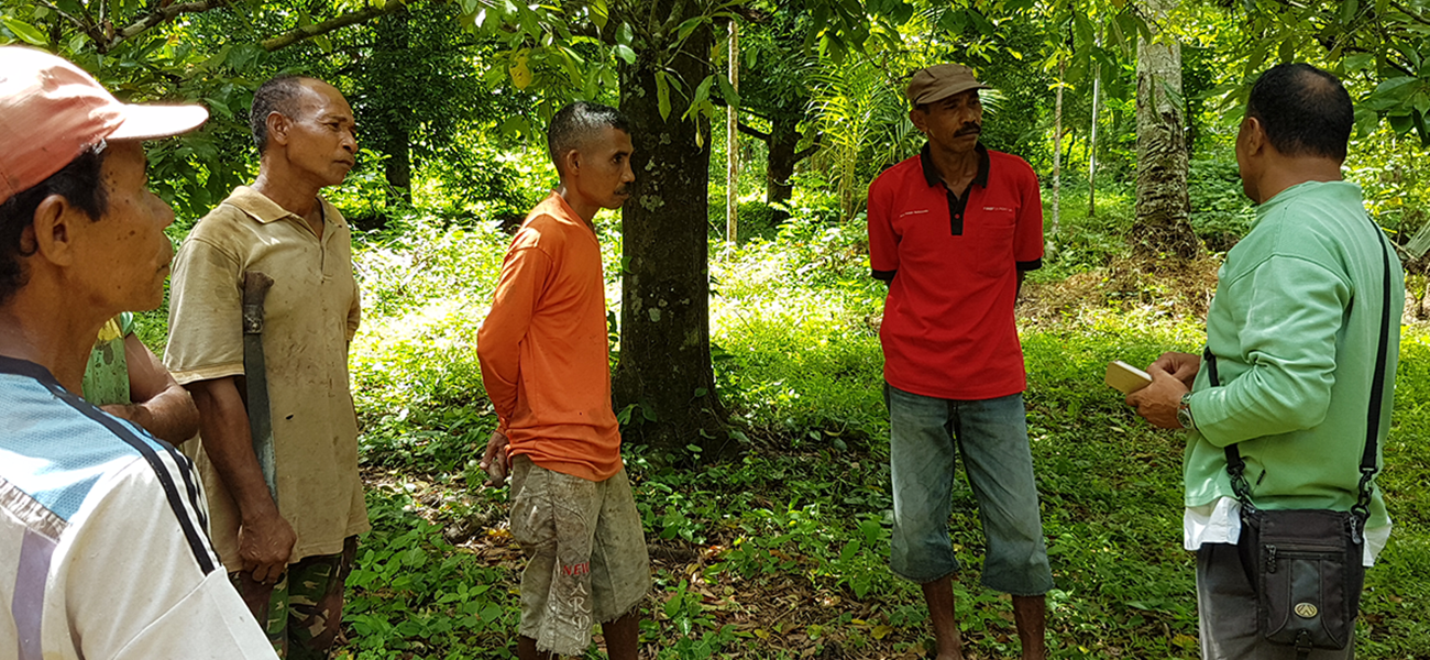NUTMEGS IN INDONESIA.