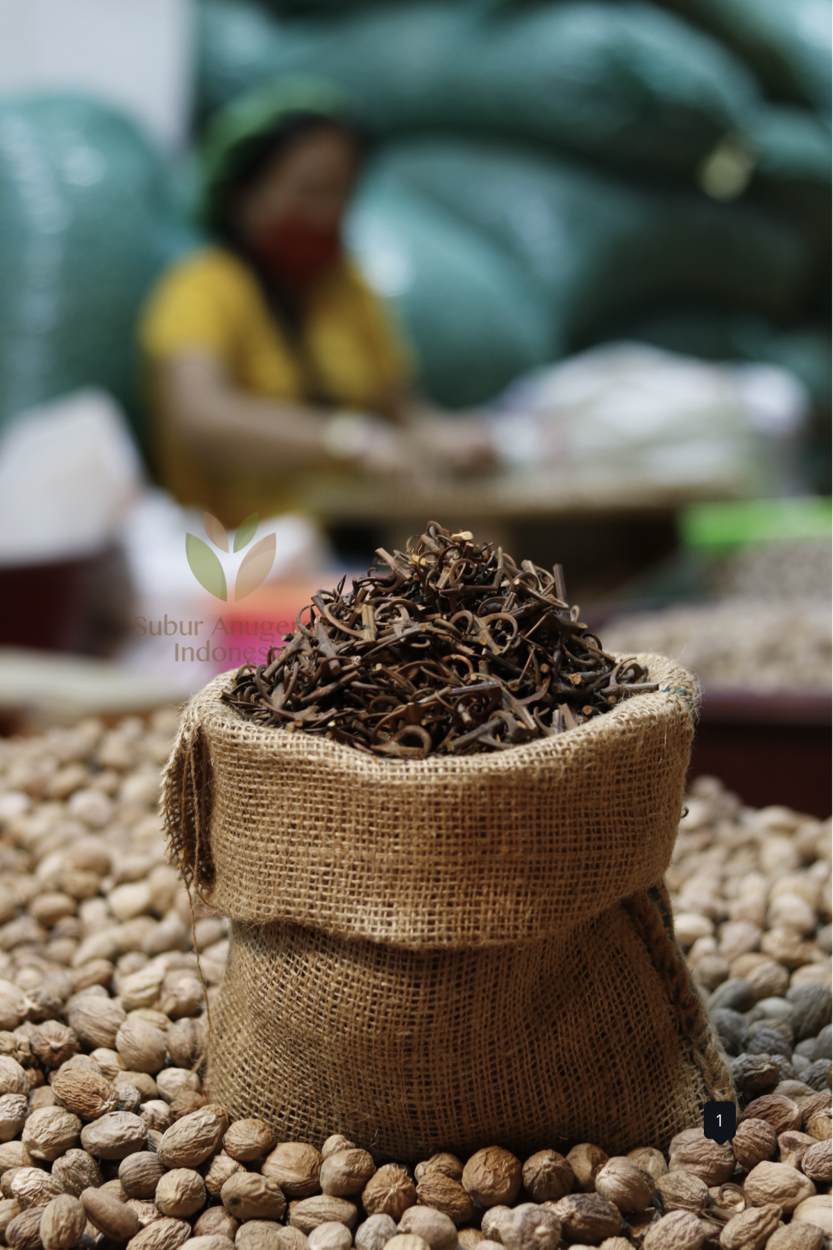 Hook Root (Uncaria)